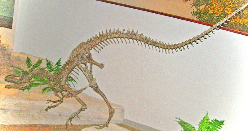 File:Allosaurus juvenile skeleton.JPG