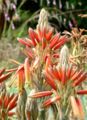 Aloe polyphylla