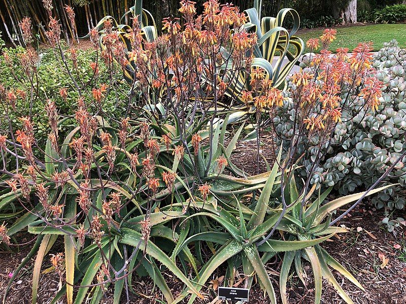 File:Aloe sinana cluster.jpg