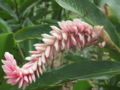 Alpinia purpurata, var. pink, Costa Rica (beside a lodge, atlantic area)