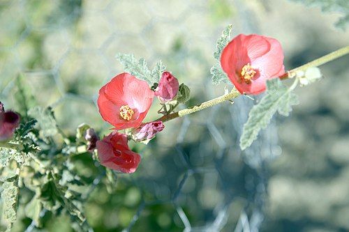 Apricot Mallow (24941300056)