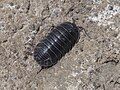 Armadillidium pallasii