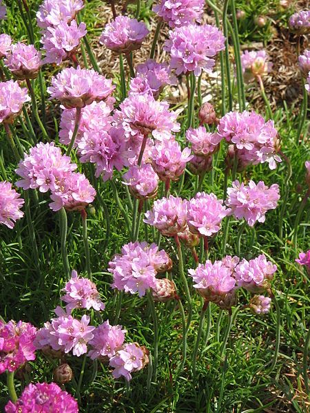 File:Armeria maritima02.jpg