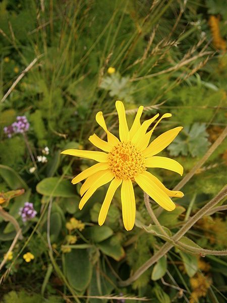 File:Arnica montana004.jpg