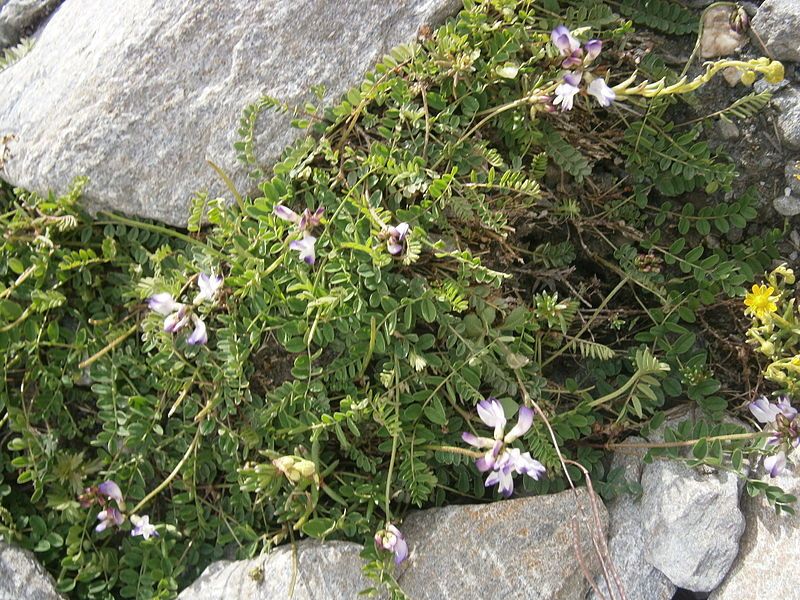 File:Astragalus alpinus 01.JPG