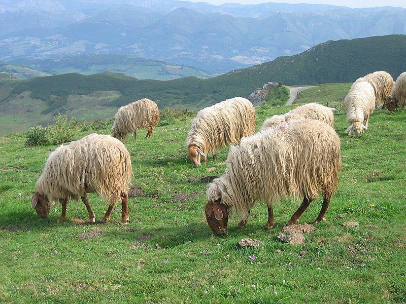 File:Asturian sheep.jpg