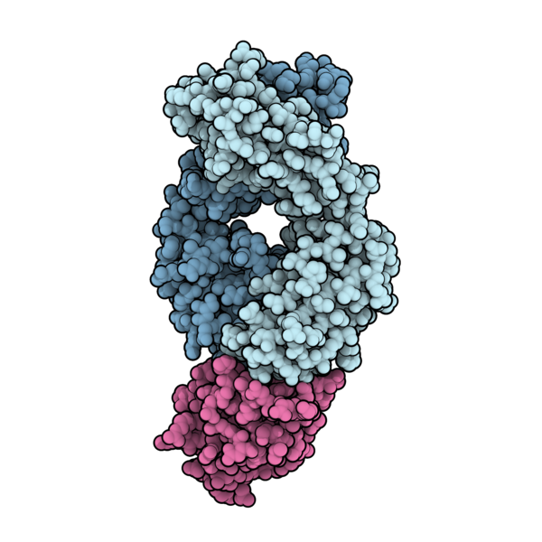 File:Atezolizumab PD-L1 5X8L.png