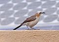 Individual at Hobatere, Kunene Region, Namibia