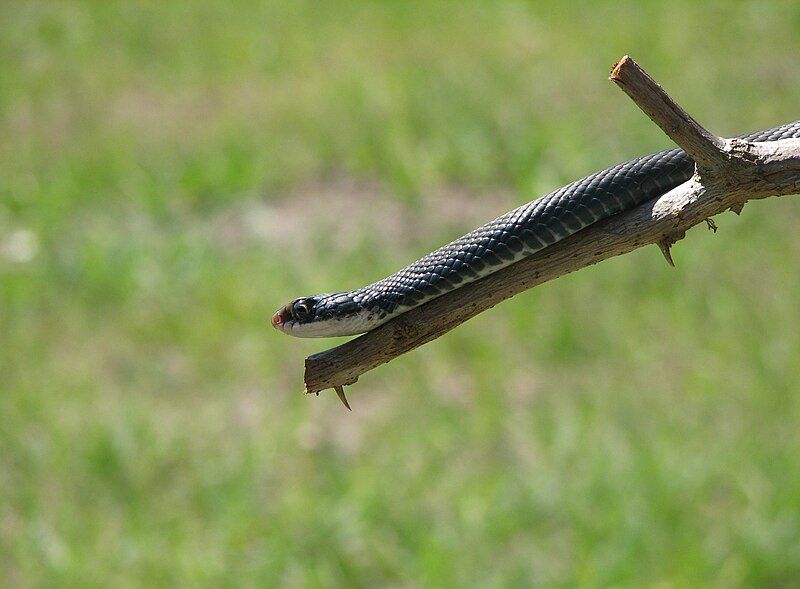 File:Black racer close-up.JPG