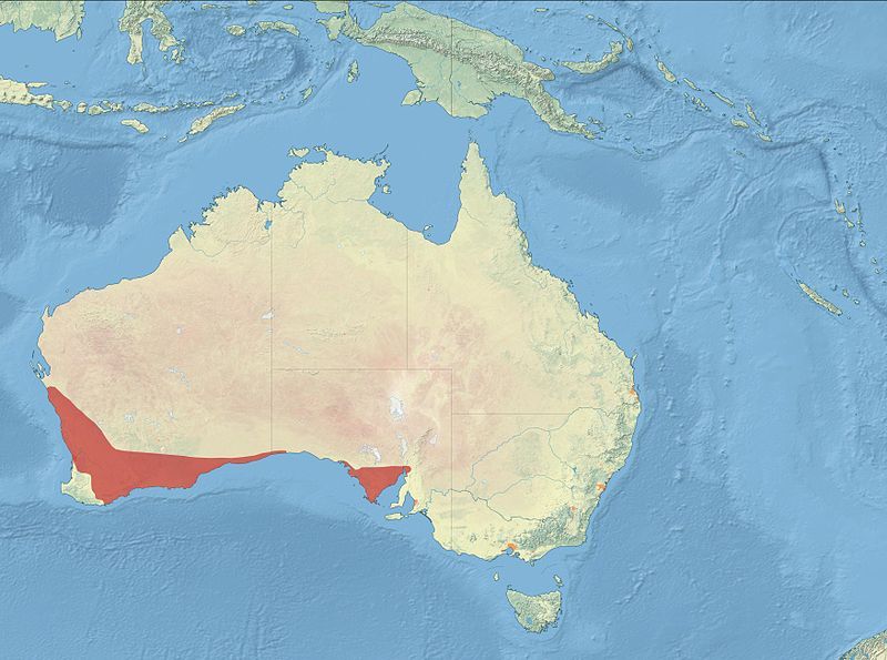 File:Blue-breasted Fairywren Distribution.jpg