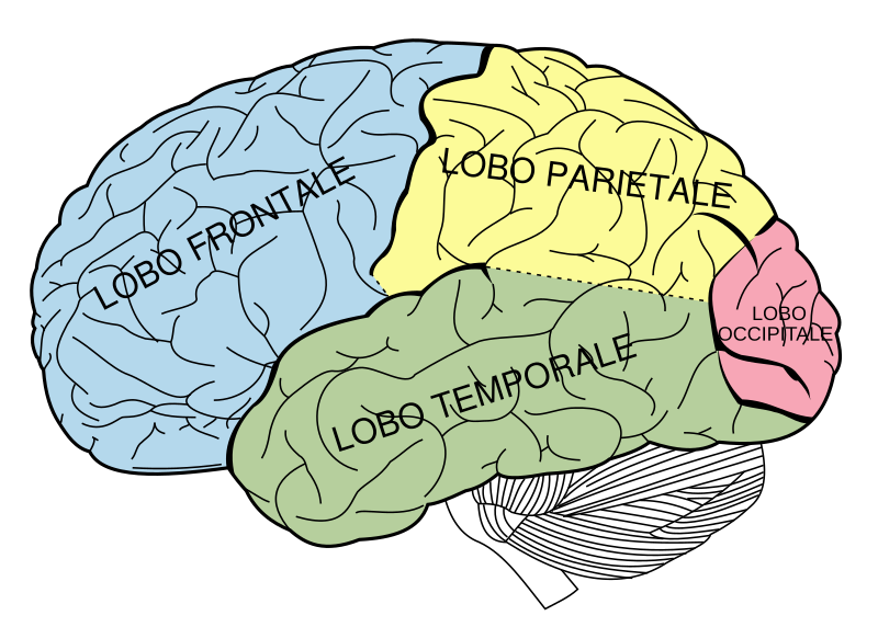 File:Brain diagram it.svg