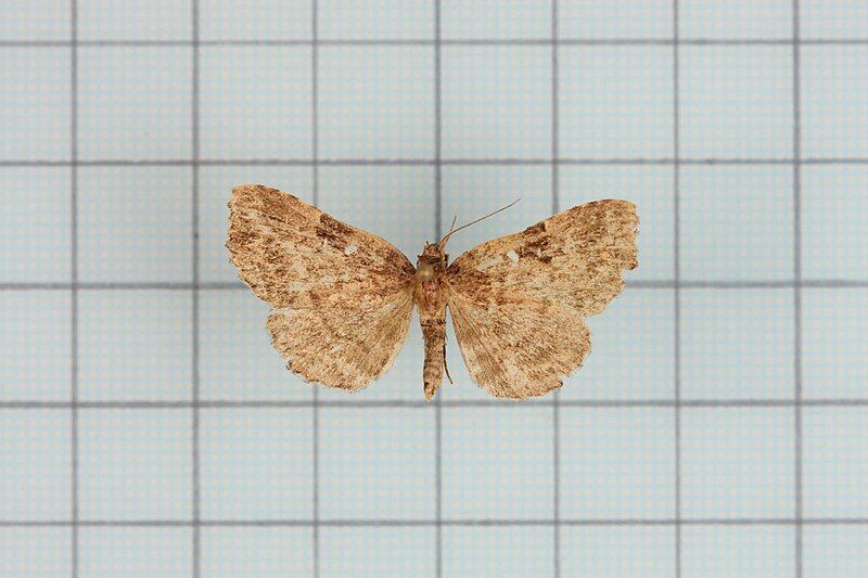 File:Callopistria deflexusa1.jpg