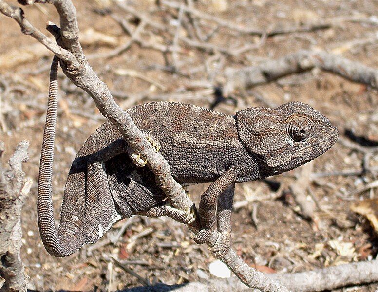 File:Cameleon Tunisie.jpg