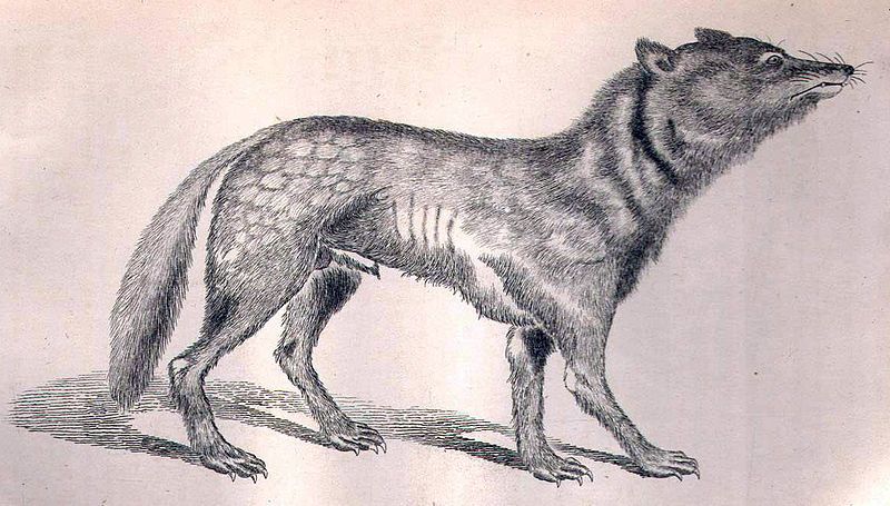 File:Canis lupus hodophilax.jpg