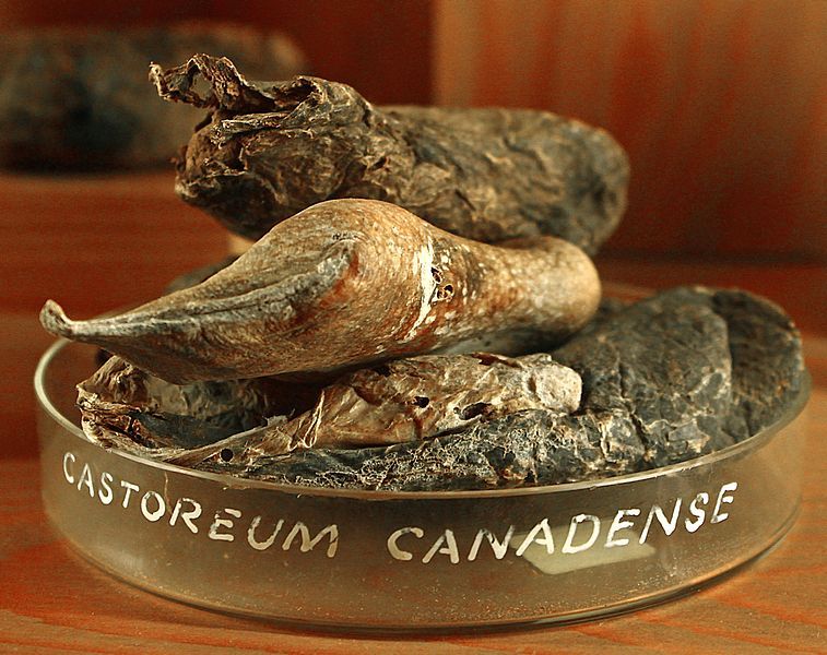 File:Castoreum 01.jpg