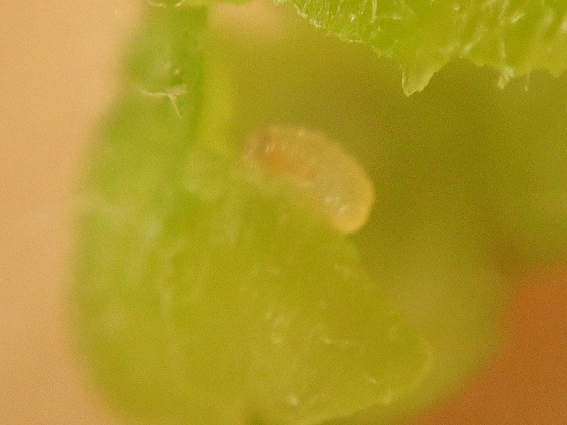 File:Celticecis celtiphyllia larva.jpg