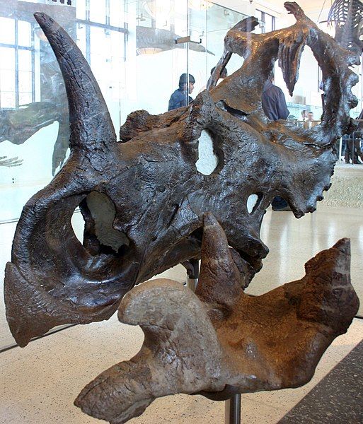 File:Centrosaurus apertus.jpg