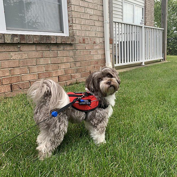 File:Choco-havanese.jpg