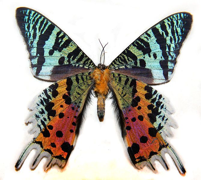 File:Chrysiridia Madagascarensis2(Better Crop).JPG