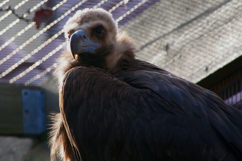 File:Cinereous Vulture.JPG