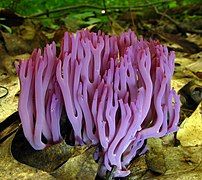 Clavaria zollingeri 90973