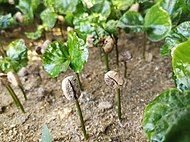 Coffee germinating