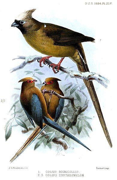 File:ColiusKeulemans.jpg