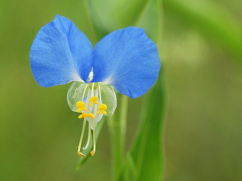 File:Commelina-communis-B.jpg