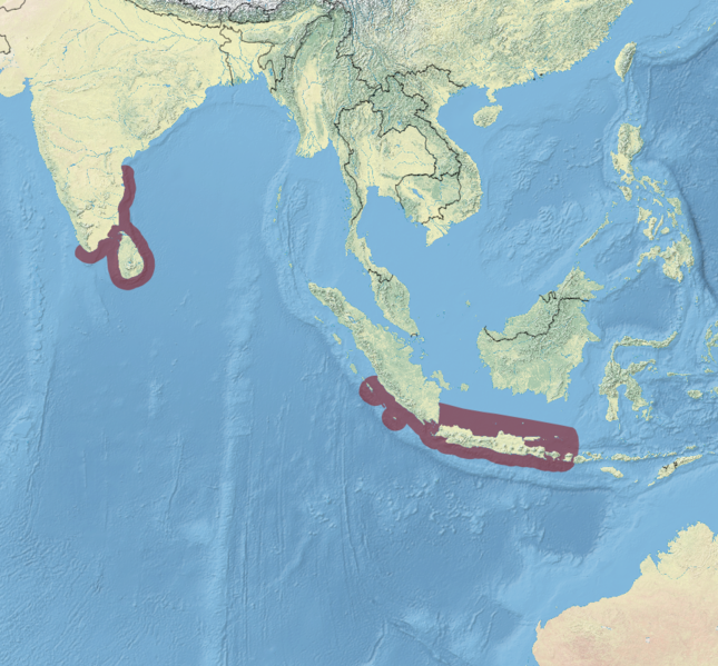 File:Conus abbas map.png