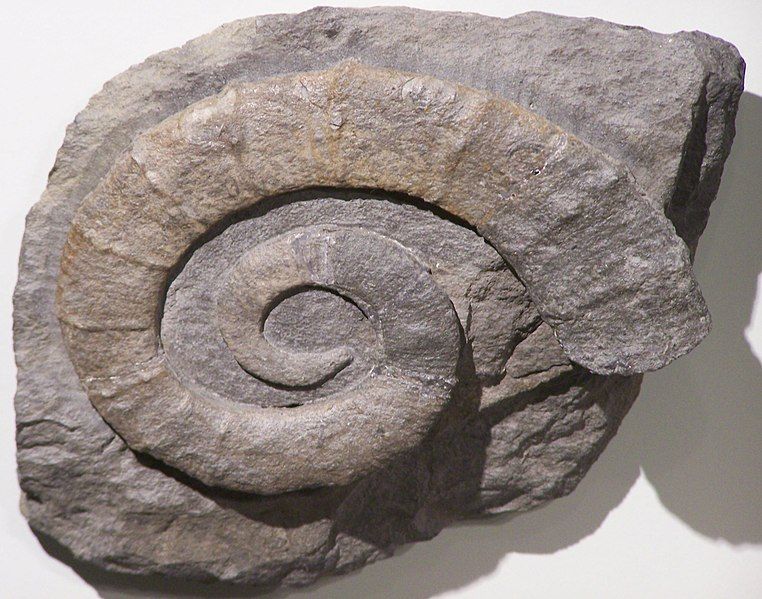 File:Crioceratites sp.jpg