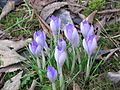 Crocus vernus