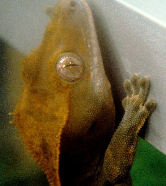 File:Crusted Gecko (cropped).jpg