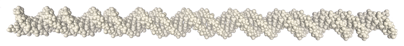 File:DNA-(A)80-model.png