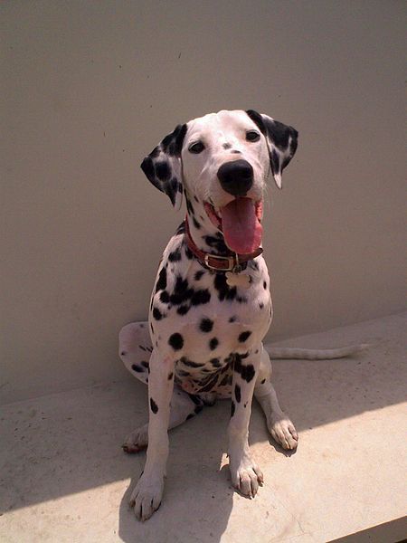 File:Dalmatian-sitting.jpg