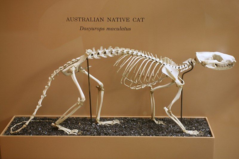 File:Dasyurus maculatus skeleton.jpg