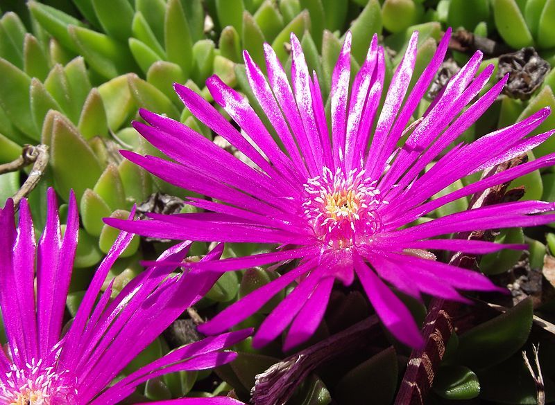 File:Delosperma lavisiae.jpg