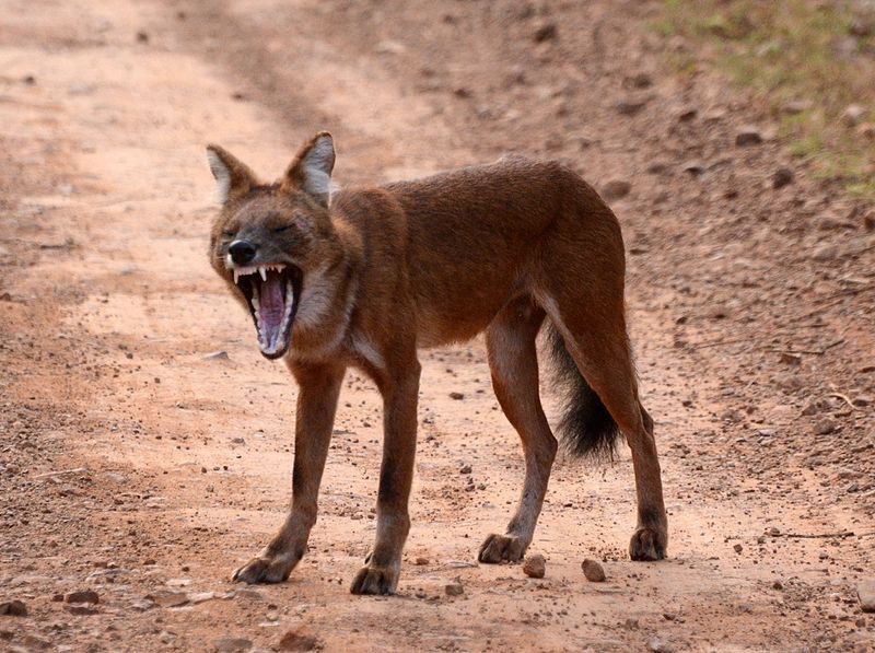 File:Dhole at Tadoba.jpg