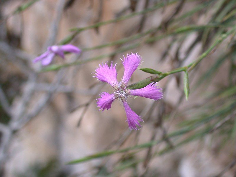 File:Dianthus pendulus 1.jpg