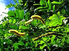 Inflorescences