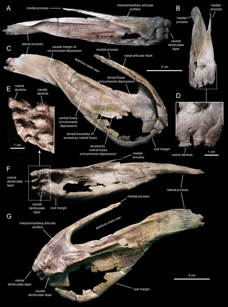 File:Eotrachodon maxilla.png