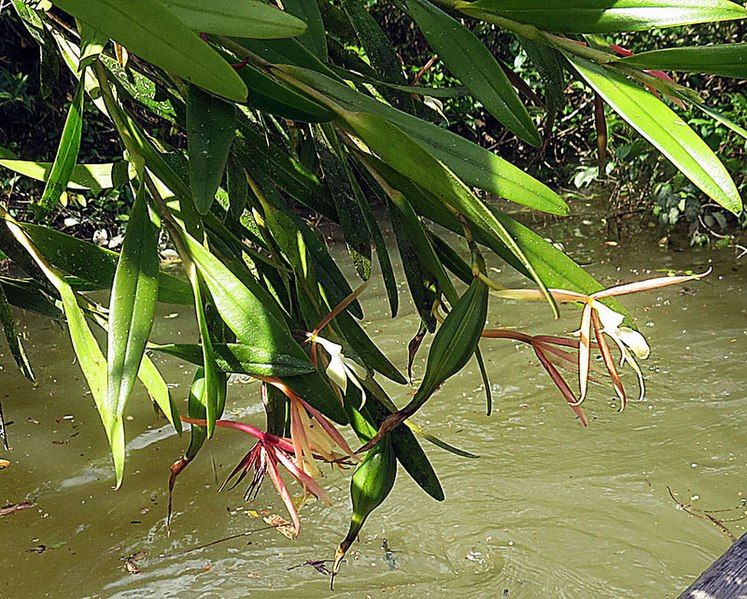 File:Epidendrum longicolle (20928893870).jpg