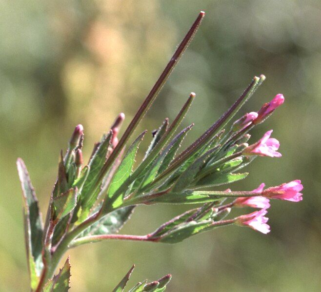 File:Epilobium ciliatum FWS-01.jpg