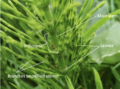 A sterile stem of Equisetum arvense, showing its leaves, stems and internodes