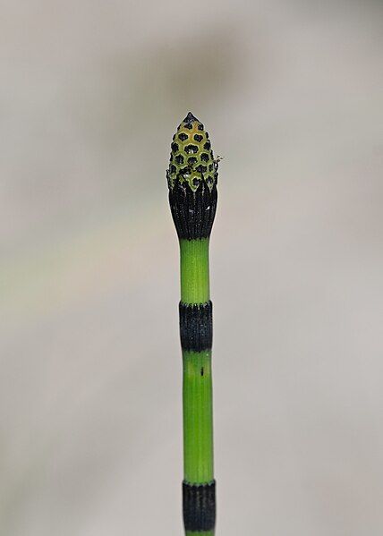 File:Equisetum hyemale kz19.jpg