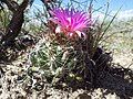 Flowering specimen near Phillips, Montana, USA