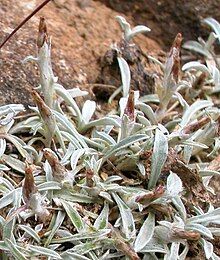 Several small silver-coloured plants, with basal leaves and a flower head covered in fine silver hairs.