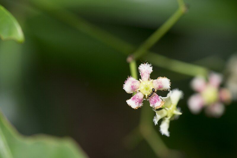 File:Euonymus cochinchinensis (29466751707).jpg