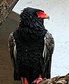 Bateleur: April 08