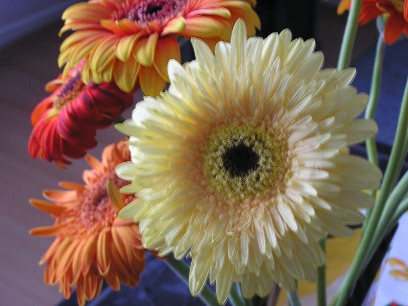 File:Gerbera flowers.jpg