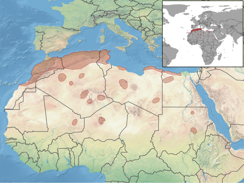 File:Gerbillus campestris distribution.png